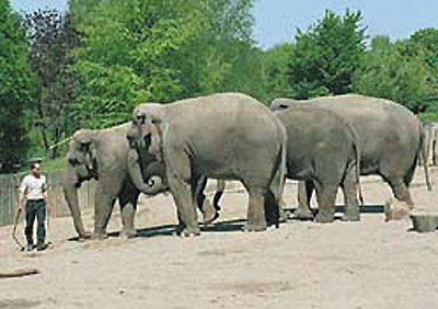 Elefanten im Allwetterzoo Münster