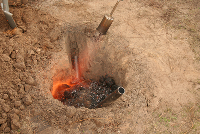 Erdbraten in der Natur im Münsterland